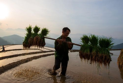 Gánh mạ chuẩn bị cấy lúa.