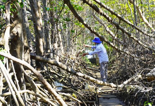 Thu gom, dọn dẹp lại những con đường tuần tra, bảo vệ rừng ngập mặn