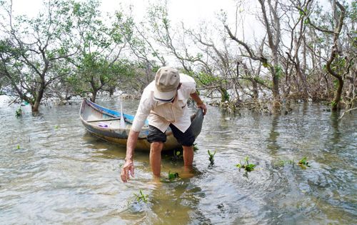 Ông Trần Hữu Khánh (79 tuổi, ở thôn Diêm Vân) đang bảo vệ gần 1ha rừng ngập mặn còn sống sót sau thiên tai
