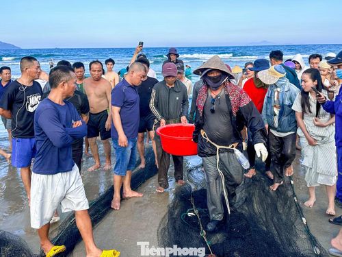 Sau mỗi đợt kéo, cá cơm, cá nục, cá bạc má hay mực nhỏ liên tục xuất hiện trong lưới khiến không khí càng thêm náo nhiệt.