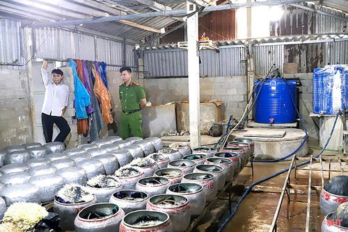 Cuối năm 2025, Công an tỉnh Hà Tĩnh phát hiện cơ sở trên địa bàn phường Thành Sen dùng chất cấm để sản xuất giá đỗ.