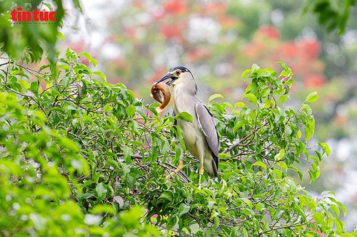 Chim hoang dã bay lượn trên mặt Hồ Gươm thu hút sự chú ý của người dân và du khách.