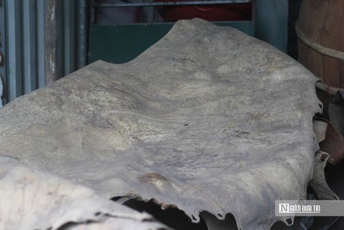 Mặt trống chủ yếu được sử dụng từ da bò, da bò càng già thì độ bền và âm thanh lại càng tốt.