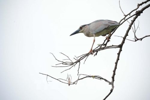 Chim vạc đậu trên cành cây quan sát mặt hồ để tìm kiếm thức ăn. Ảnh: Phạm Tuấn Anh - TTXVN