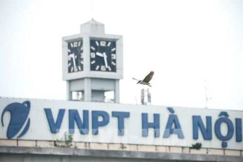 Cá thể chim bay ngang khu vực trụ sở VNPT Hà Nội bên Hồ Gươm. Ảnh: Phạm Tuấn Anh - TTXVN