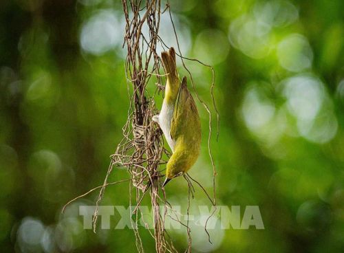 Đất lành đón chim về. Ảnh: Phạm Tuấn Anh - TTXVN