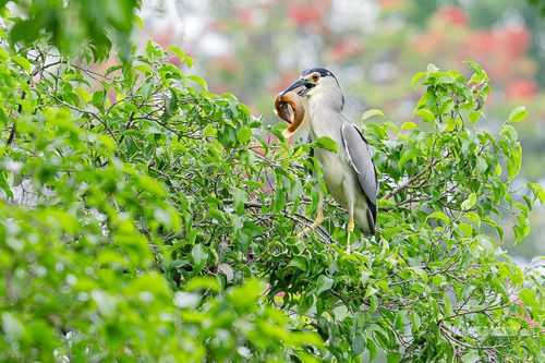 Nguồn thủy sinh phong phú giúp Hồ Gươm trở thành nơi săn mồi lý tưởng.