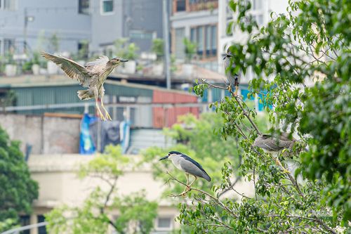 Khung cảnh thiên nhiên yên bình giữa trung tâm Hà Nội.