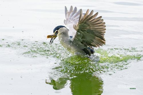 Chim liên tục lao xuống mặt nước săn mồi.