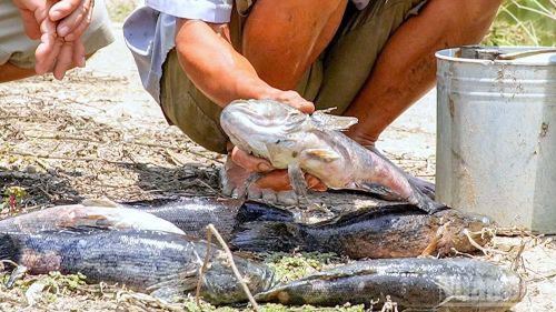 Cá của hộ dân ở khóm 4, phường Tân Thành (tỉnh Cà Mau) nuôi lớn bằng bắp tay nhưng bất ngờ chết, nghi do môi trường bị ô nhiễm.