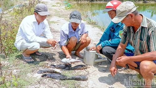 Nhóm nông dân nuôi cá ở khóm 4, phường Tân Thành (tỉnh Cà Mau) vớt mớ cá chết sắp đến thu hoạch trong ao.