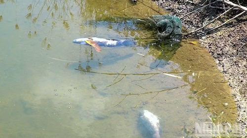 Cá nuôi của người dân khóm 4, phường Tân Thành, tỉnh Cà Mau chết ngửa bụng trong ao được ghi nhận vào những ngày cuối tháng 4/2026.