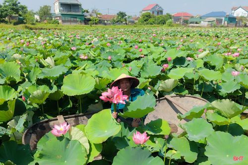  Ông Võ Văn Hiền - chủ đầm sen (thôn Hội Minh, xã Đan Hải) cho biết: "Với tôi, cây sen giờ đây không chỉ mang lại nguồn thu nhập ổn định từ việc thu hoạch hoa và hạt mà còn mở ra hướng phát triển mới cho kinh tế gia đình. Nhìn đầm sen nở rộ, thu hút nhiều người tìm về tham quan, trải nghiệm, tôi rất phấn khởi vì vườn sen vừa đem lại hiệu quả kinh tế, vừa góp phần làm đẹp và quảng bá hình ảnh quê hương". 