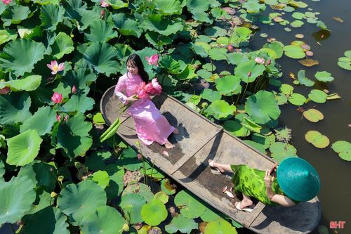  Những cánh hoa sen mang sắc hồng đặc trưng, lung linh trong làn sương sớm, khiến bất cứ ai đi ngang qua cũng phải dừng chân thưởng lãm. 