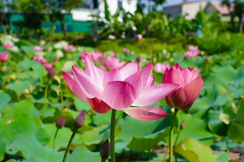  Dẫu thời tiết khắc nghiệt, nhưng sen nơi đây vẫn mạnh mẽ, chắt chiu tinh túy và dâng đời những vẻ đẹp. 
