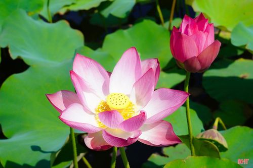  Từ hiệu quả của đầm sen Hội Minh đã cho thấy bước đi mới trong chuyển đổi cơ cấu cây trồng gắn với bảo vệ môi trường sinh thái. Đây cũng là điều kiện thuận lợi để địa phương quảng bá hình ảnh quê hương, tạo sức lan tỏa về một vùng quê đổi mới, hiền hòa và hiếu khách. 