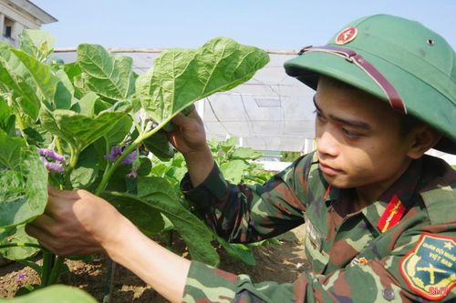Từng luống cây, chùm quả non đều thấm đẫm mồ hôi, công sức và niềm kỳ vọng của những người lính hậu cần.