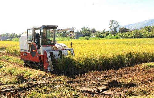 Ngành Nông nghiệp yêu cầu các địa phương thu hoạch theo phương châm “lúa chín đến đâu, thu hoạch gọn đến đó” nhằm hạn chế thất thoát năng suất.
