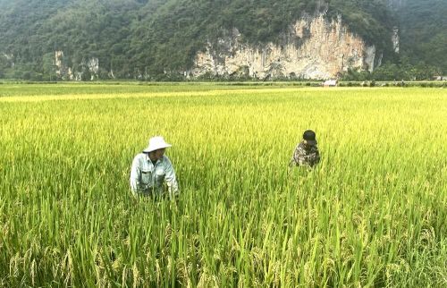 Vụ xuân 2026, năng suất lúa bình quân toàn tỉnh dự kiến đạt 67 tạ/ha.