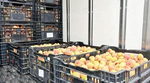 Những chùm vải chín mọng được người dân cẩn thận cắt cuống, tỉa lá, đóng khay, đưa về cơ sở sơ chế trước khi xuất khẩu.