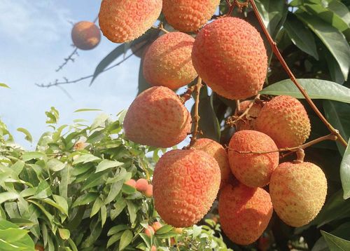 Năm nay, sản lượng giảm hơn mọi năm nhưng quả đẹp, vị ngọt đậm nên thương lái tìm mua sớm.