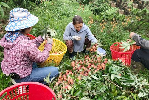 Người dân xã Phúc Hòa thu hoạch vải chín sớm.