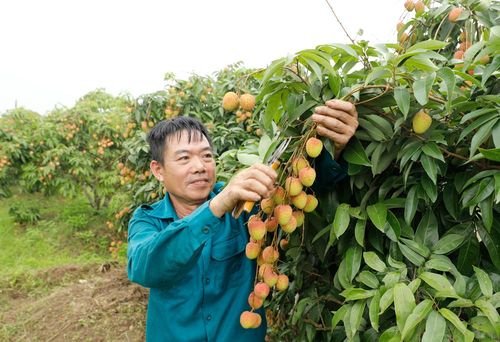 Gia đình anh Lê Văn Khang, thôn Hòa Làng có hơn 300 cây vải chín sớm, hơn một nửa trong số này đều đậu quả, bắt đầu cho thu hoạch.