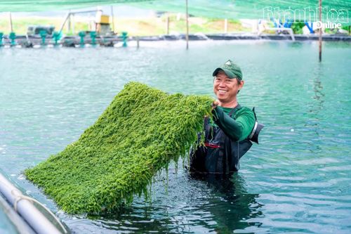 Rong nho của Công ty TNHH Trí Tín Nha Trang.