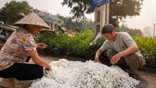 Người dân xã Phúc Khánh phấn khởi thu lứa kén tằm đầu tiên trong năm.
