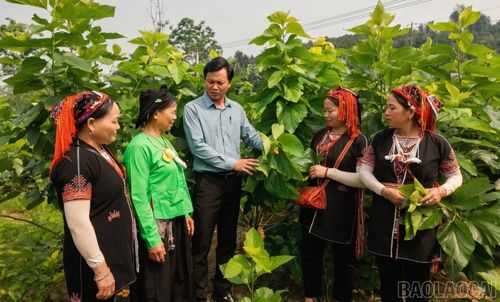Đại diện Hợp tác xã Nấm Tam Đảo hướng dẫn kỹ thuật chăm sóc cây dâu tằm cho người dân.