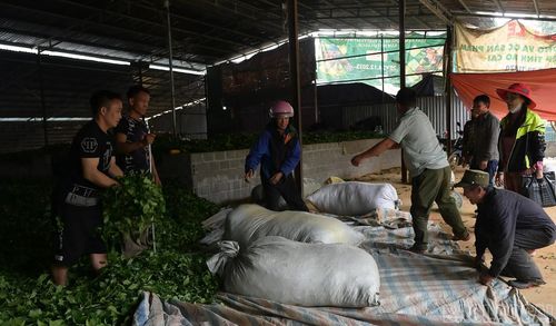 Thu mua chè búp tươi tại nhà máy chè của Công ty TNHH MTV Mường Hoa.