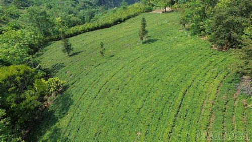 Đồi chè mang lại thu nhập ổn định cho gia đình ông Giàng Vàng, thôn Sả Lùng Chéng, xã Cao Sơn.