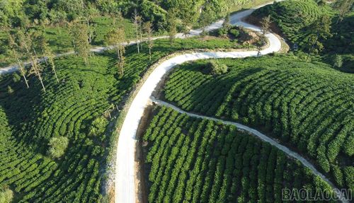 Mối liên kết bền chặt giữa doanh nghiệp và người dân giúp duy trì vùng nguyên liệu bền vững.