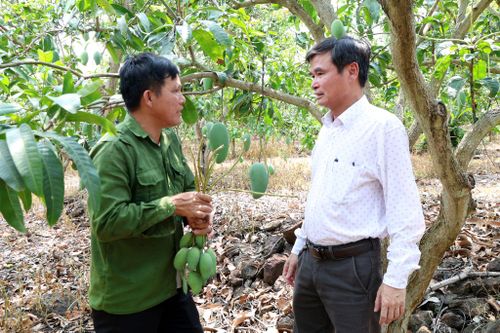 Vườn xoài của gia đình anh Đàm Văn Tiến (bên trái)