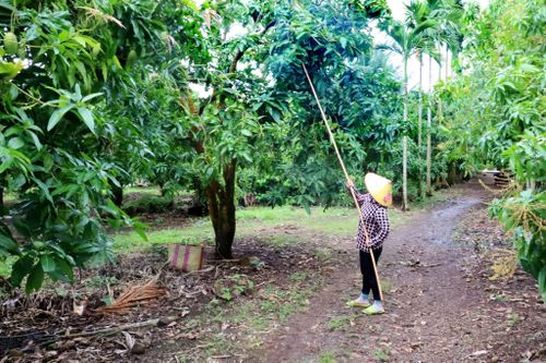 Sau khoảng 15 năm, cây xoài trở thành cây trồng chủ lực của xã Đắk Mil