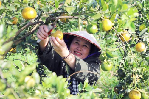 Cây có múi được trồng ở vùng núi lửa Nâm Kar cho năng suất cao và chất lượng tốt