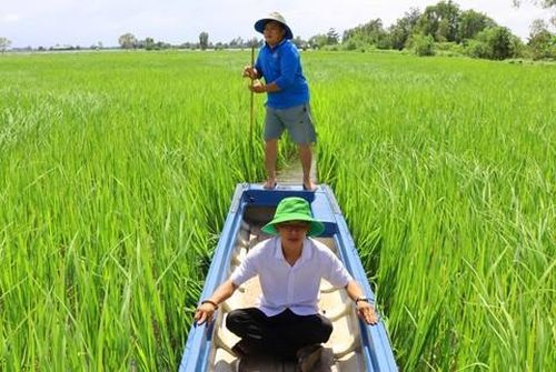 Cánh đồng lúa mùa nổi ở Vĩnh Gia