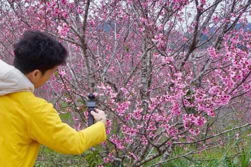  Vườn hoa anh đào tại hồ Pá Khoang, xã Mường Phăng, tỉnh Điện Biên. Ảnh: Liên Phạm. 