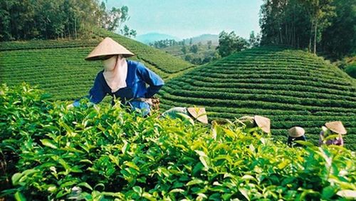 Bộ Tài chính đề xuất quy định mới về tổ hợp tác
