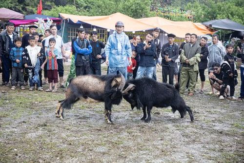 Trong khuôn khổ lễ hội, cuộc thi chọi dê thu hút sự quan tâm của đông đảo du khách.