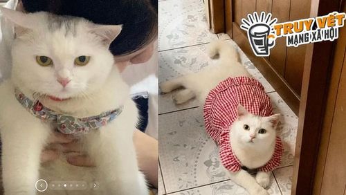 Chủ nhân vẫn chưa tìm được con mèo trắng