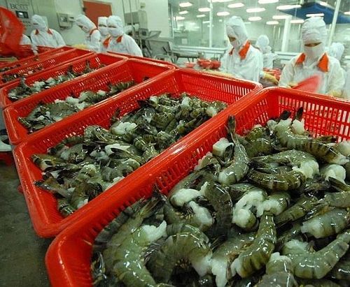 Chế biến tôm tại Việt Nam xuất khẩu sang Hoa Kỳ. Ảnh minh họa, theo VASEP