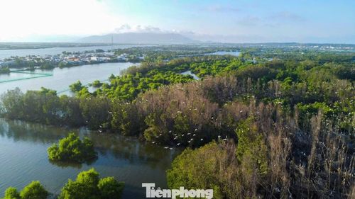 Khu sinh thái Cồn Chim rộng khoảng 480ha, nằm giữa đầm Thị Nại thuộc xã Tuy Phước Đông, tỉnh Gia Lai. Với hệ sinh thái rừng ngập mặn đặc trưng, nơi đây không chỉ đóng vai trò như “lá phổi xanh”, mà còn là môi trường sống trong lành của các loài thủy sản, các loài chim bản địa và loài chim di trú theo mùa.