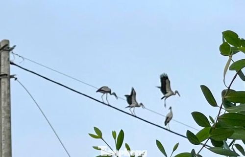 Vừa qua, hình ảnh đàn chim có hình dáng giống cò nhạn quý hiếm cũng được ghi nhận tại Cồn Chim. Sự xuất hiện của đàn chim “lạ” khiến nhiều người yêu thiên nhiên thích thú, bởi điều đó cho thấy hệ sinh thái ở Cồn Chim vẫn còn giữ được sự đa dạng.