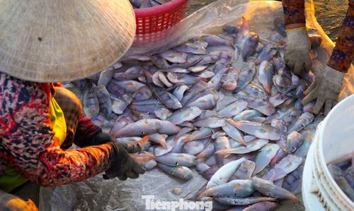 Mẻ cá Mó được phân loại ngay tại chỗ, tiếng gọi nhau í ới hòa cùng tiếng sóng tạo nên bức tranh lao động sống động của làng biển Nam Trung bộ.