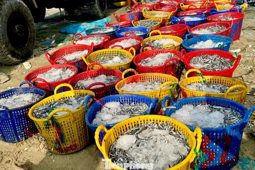Những mẻ cá cơm tươi rói được đổ đầy sọt đặt ngay ngắn trên bãi cát, chờ thương lái thu mua.