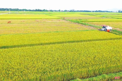 Trên những cánh đồng thửa lớn, công tác thu hoạch lúa vụ xuân diễn ra thuận lợi hơn.