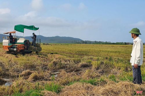 Ông Nguyễn Doãn Giang (thôn Kim Tân, xã Hồng Lộc) cho hay: “Trước đây rơm chủ yếu bỏ ngoài đồng hoặc đốt. Giờ có máy cuộn rơm, thương lái đến tận nơi thu mua nên bà con có thêm thu nhập, đồng ruộng lại sạch sẽ hơn.”