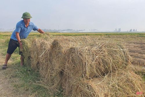 Việc tận dụng phụ phẩm nông nghiệp này được đánh giá là hướng đi phù hợp trong phát triển nông nghiệp tuần hoàn, góp phần giảm thiểu ô nhiễm môi trường tại khu vực nông thôn.