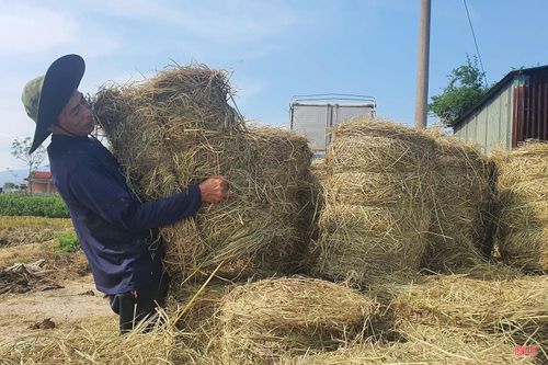 Ông Nguyễn Văn Giáo cho biết: “Trước đây, mỗi lần gặt xong là phải thuê người gom rơm hoặc tự thu dọn rất vất vả. Từ khi có máy cuộn rơm, chỉ trong thời gian ngắn là đồng ruộng sạch sẽ, đỡ tốn công mà rơm còn bán được tiền.”